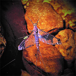 Dead spinner leptophlebiidae