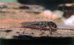 Leptophlebiidae nymph