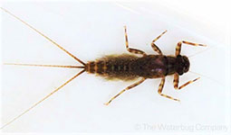 Atalophlebia a leptophlebiid mayfly (Leptophlebiidae)