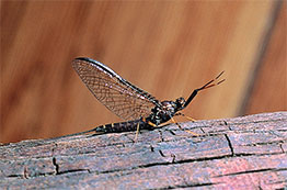 Spinner leptophlebiidae